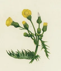 Laiteron maraîcher, Sonchus Oleraceus